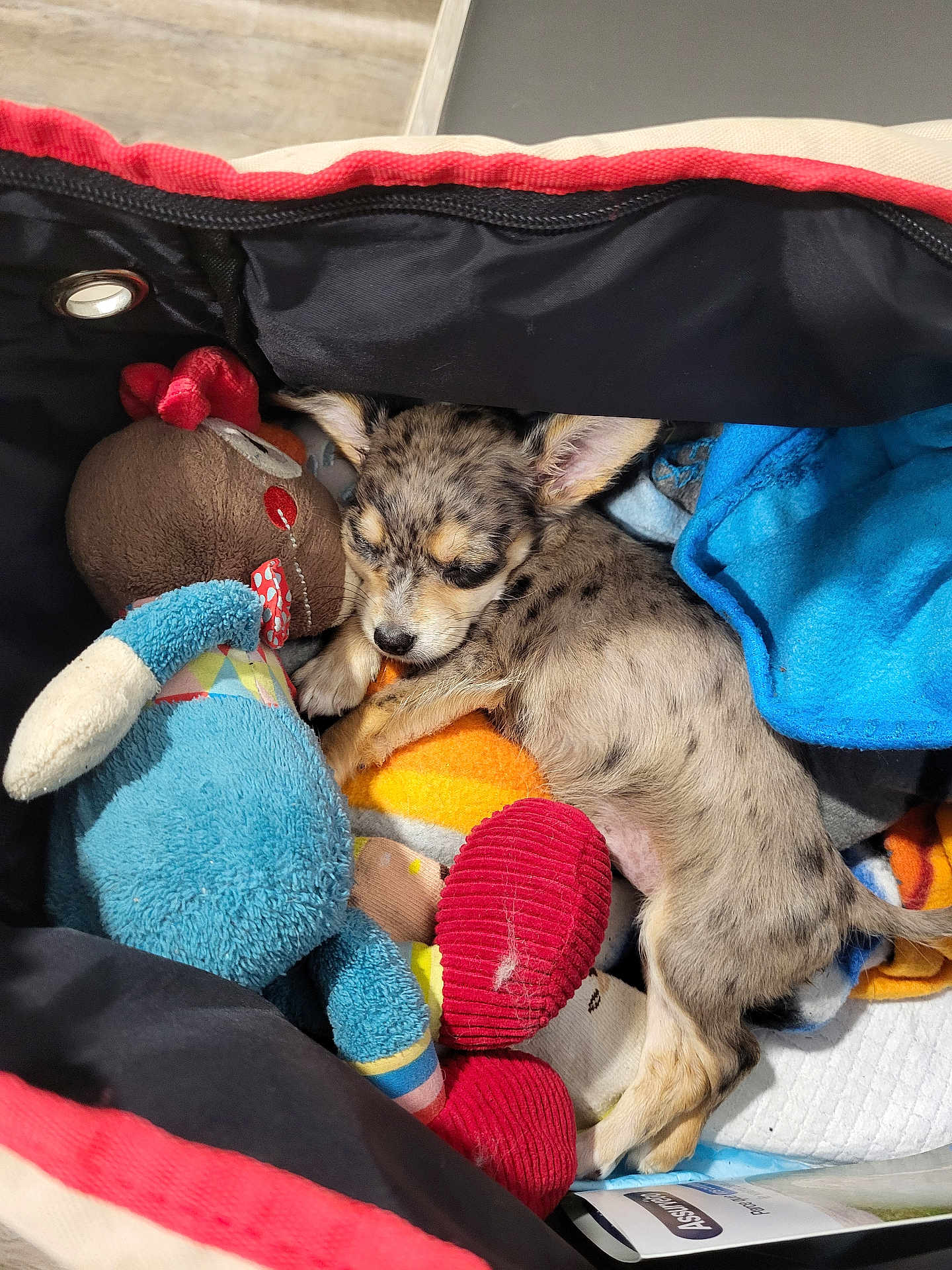 Vanille a rejoint le concours — aidez-le/la à gagner de superbes lots ! puppy, dog, sleeping, stuffed_toy, blanket, carrier, cozy, cute, fur, animal, pet, indoor, resting, soft, colorful, toy, small, snuggling, relaxing, companion
