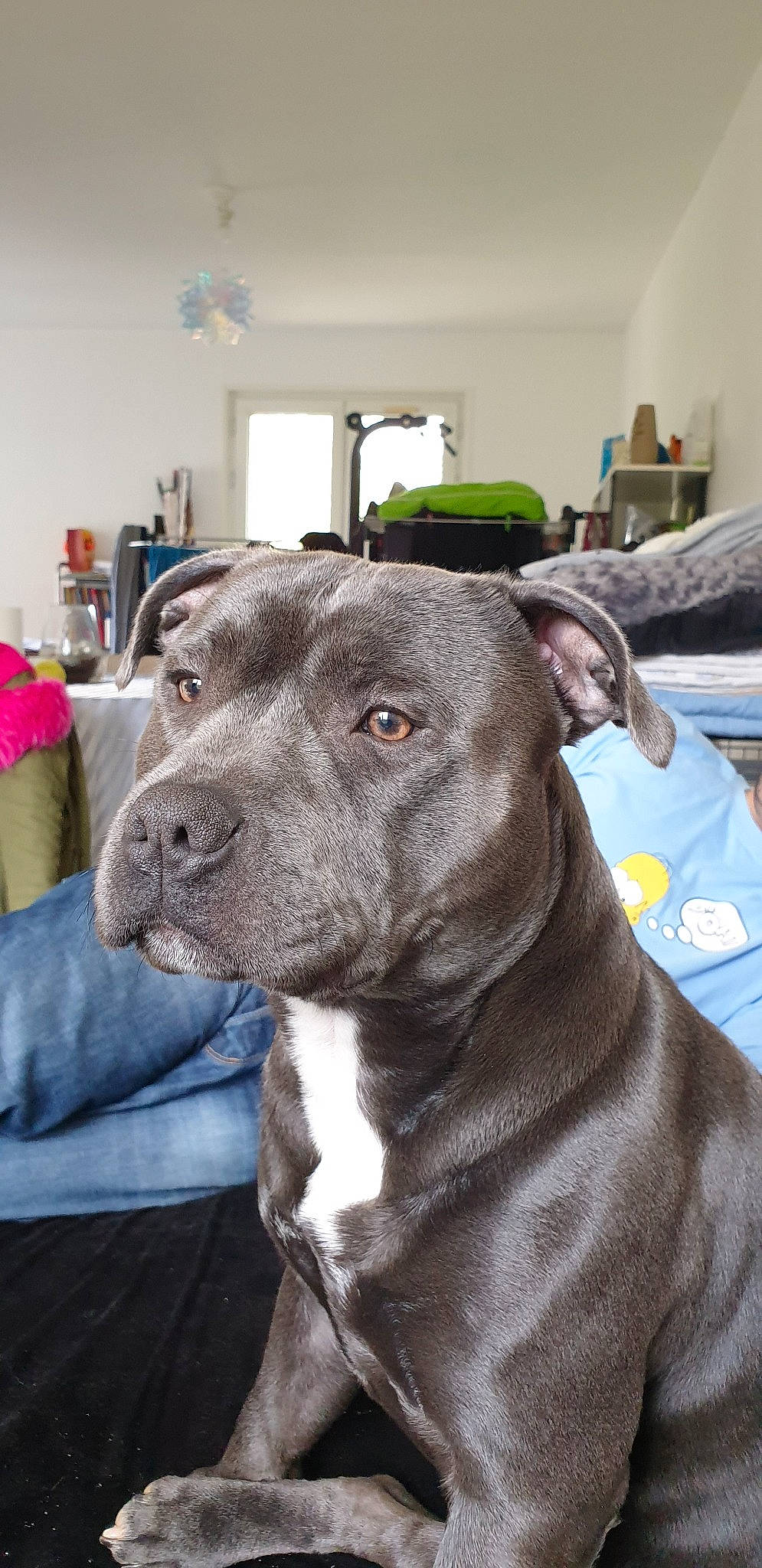 Biggy a rejoint le concours — aidez-le/la à gagner de superbes lots ! alaunt, american_pit_bull_terrier, american_staffordshire_terrier, bandog, canidae, carnivore, dog, dog_breed, ear, fawn, mammal, molosser, non_sporting_group, pit_bull, rare_breed_dog, snout, sporting_group, staffordshire_bull_terrier, vertebrate, whiskers