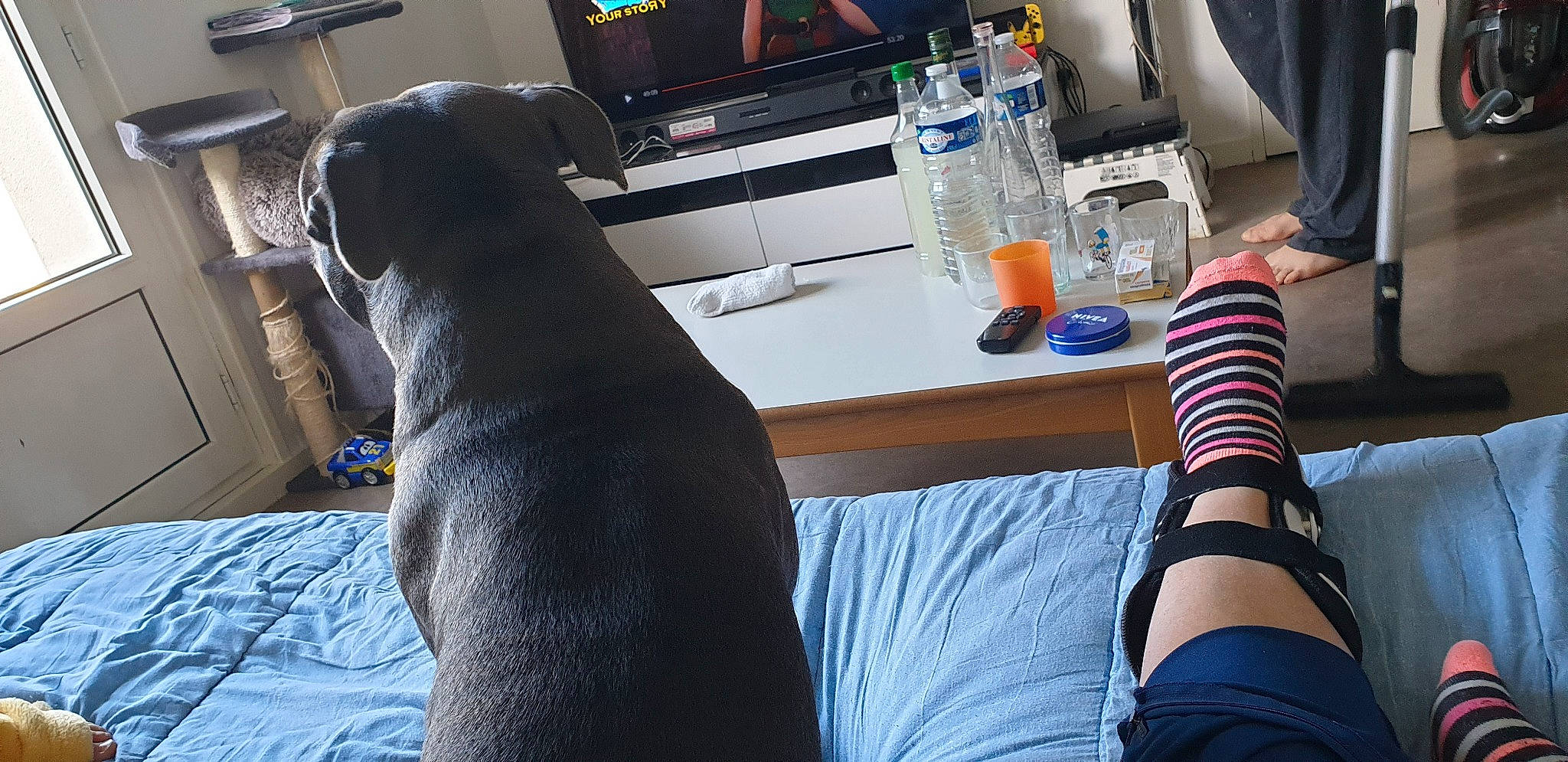 Biggy participe au concours pour gagner de l'argent avec cette photo : canidae, carnivore, companion_dog, dog, hand, human_leg, jeans, leg, sporting_group, thigh