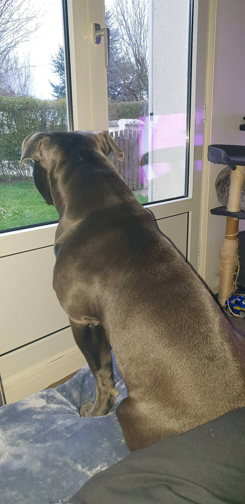 Biggy participe au concours pour gagner de l'argent avec cette photo : american_bulldog, american_pit_bull_terrier, bandog, boerboel, cane_corso, canidae, carnivore, dog, dog_breed, fawn, great_dane, guard_dog, neapolitan_mastiff, non_sporting_group, sporting_group