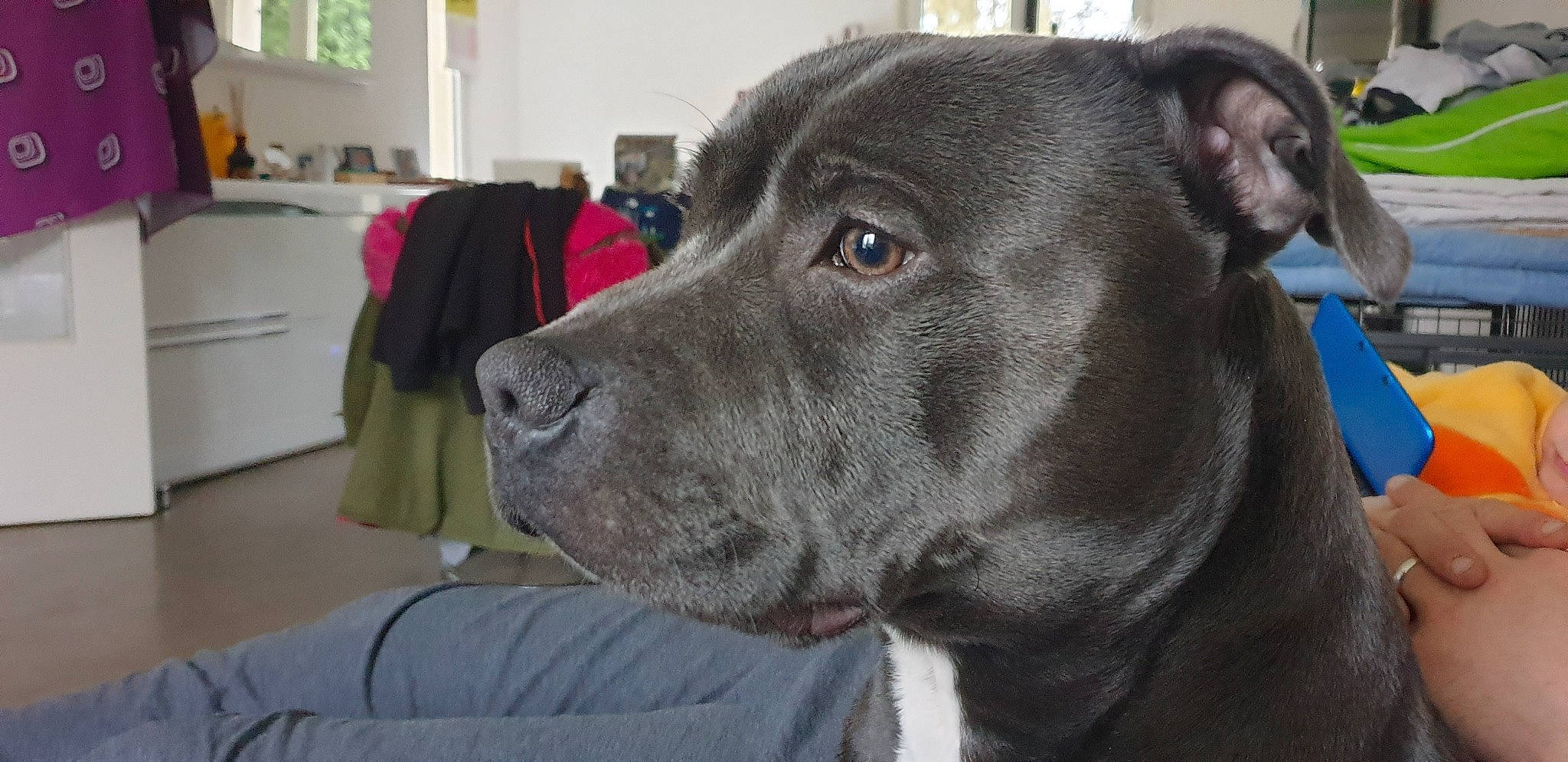 Biggy participe au concours pour gagner de l'argent avec cette photo : american_pit_bull_terrier, bandog, cane_corso, canidae, carnivore, companion_dog, dog, dog_breed, fawn, great_dane, mammal, molosser, non_sporting_group, snout, sporting_group, vertebrate, whiskers