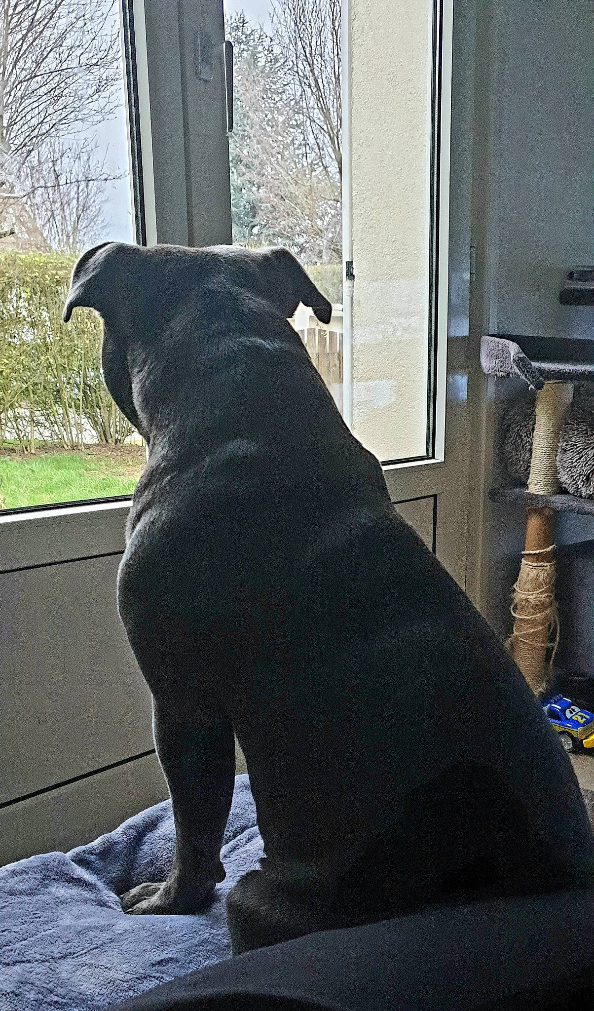 Biggy a rejoint le concours — aidez-le/la à gagner de superbes lots ! black, canidae, carnivore, companion_dog, dog, dog_breed, fawn, guard_dog, non_sporting_group, snout, sporting_group, staffordshire_bull_terrier, tail