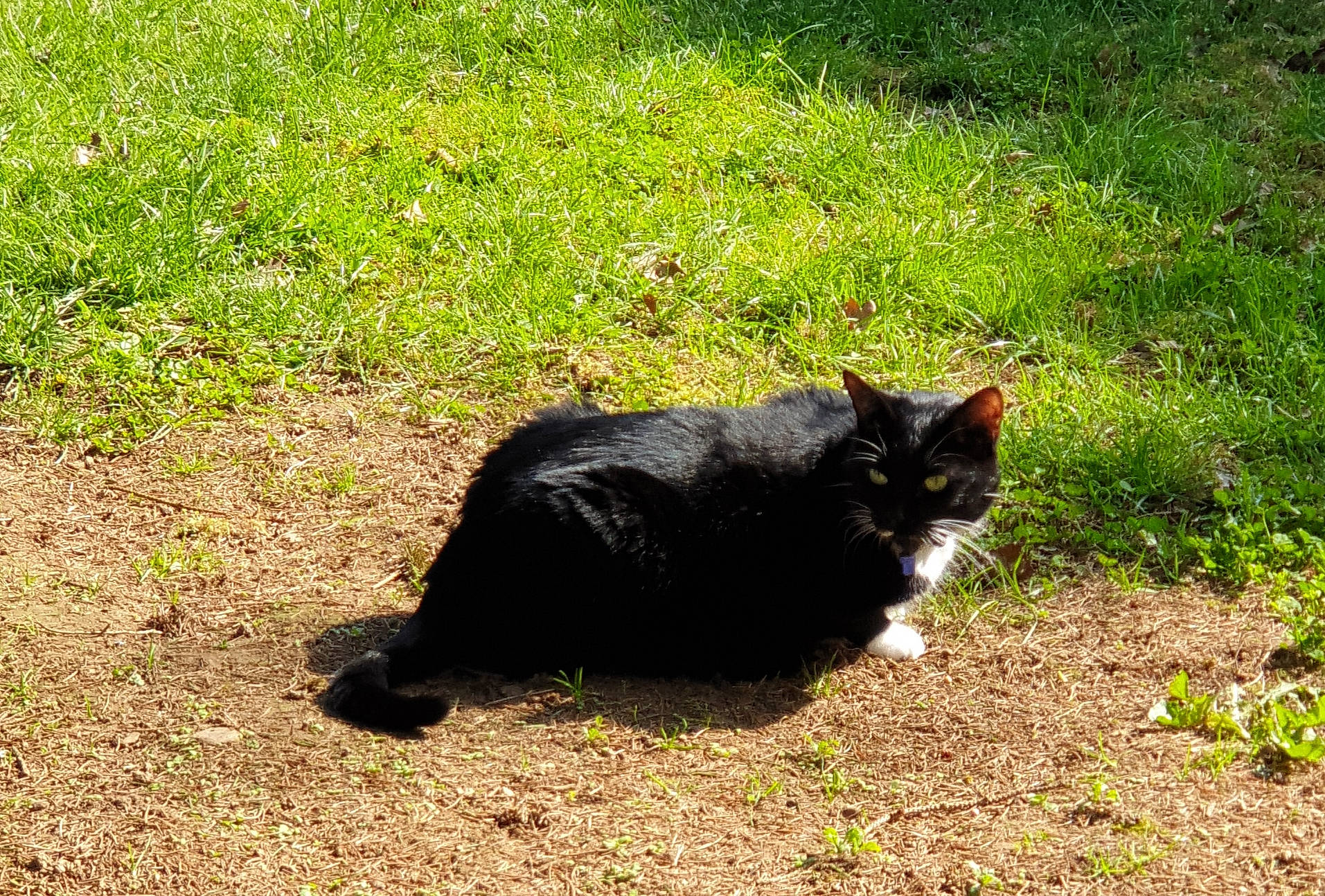 Coockie'S participe au concours pour gagner de l'argent avec cette photo : black_cat, carnivore, cat, domestic_short_haired_cat, felidae, fur, grass, lawn, organism, plant, polydactyl_cat, sand, shadow, small_to_medium_sized_cats, snout, soil, tail, tree, whiskers, wild_cat
