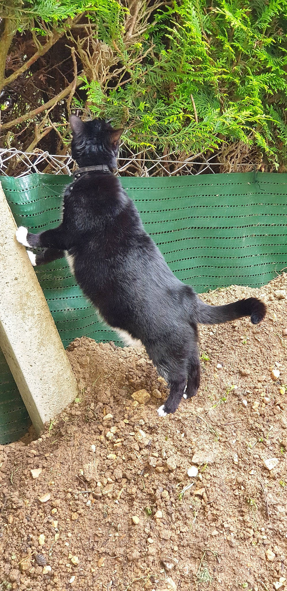 Coockie'S participe au concours pour gagner de l'argent avec cette photo : black_cat, canidae, carnivore, cat, dog_breed, domestic_short_haired_cat, felidae, mammal, small_to_medium_sized_cats, tail, vertebrate