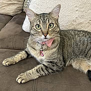 Lv Louis Vuitton joined the competition — help win amazing prizes! animal, brown_couch, cat, collar, couch, cozy, cute, domestic_animal, ears, feline, fur, green_eyes, indoor, lying_down, pet, pillows, pink_bow, relaxed, tabby_cat, whiskers