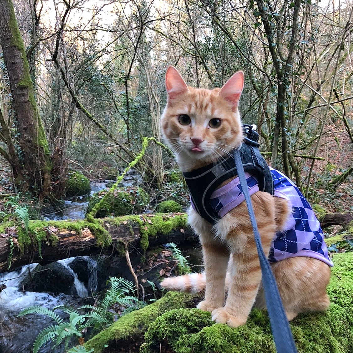 Aslan participe au concours pour gagner de l'argent avec cette photo : accessories, animal, cat, grass, green, jungle, land, moss, nature, outdoors, pet, plant, rainforest, rock, strap, tree, vegetation, water, wilderness, woodland