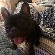 Cookie is registered to the contest to win money with this photo: dog, french_bulldog, pet, indoor, bed, blanket, pillow, black_dog, tongue_out, close_up, cute, animal, canine, fur, ears, sleeping_area, home, cozy, pattern, rest