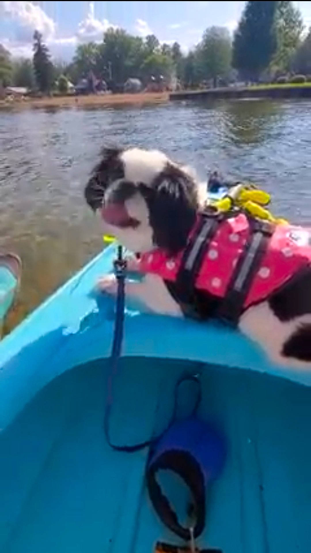 Mia joined the competition — help win amazing prizes! automotive_exterior, boat, boats_and_boating_equipment_and_supplies, body_of_water, carnivore, companion_dog, dog, dog_breed, dog_supply, fun, lake, leisure, motor_vehicle, naval_architecture, recreation, sky, tree, vehicle, water, watercraft