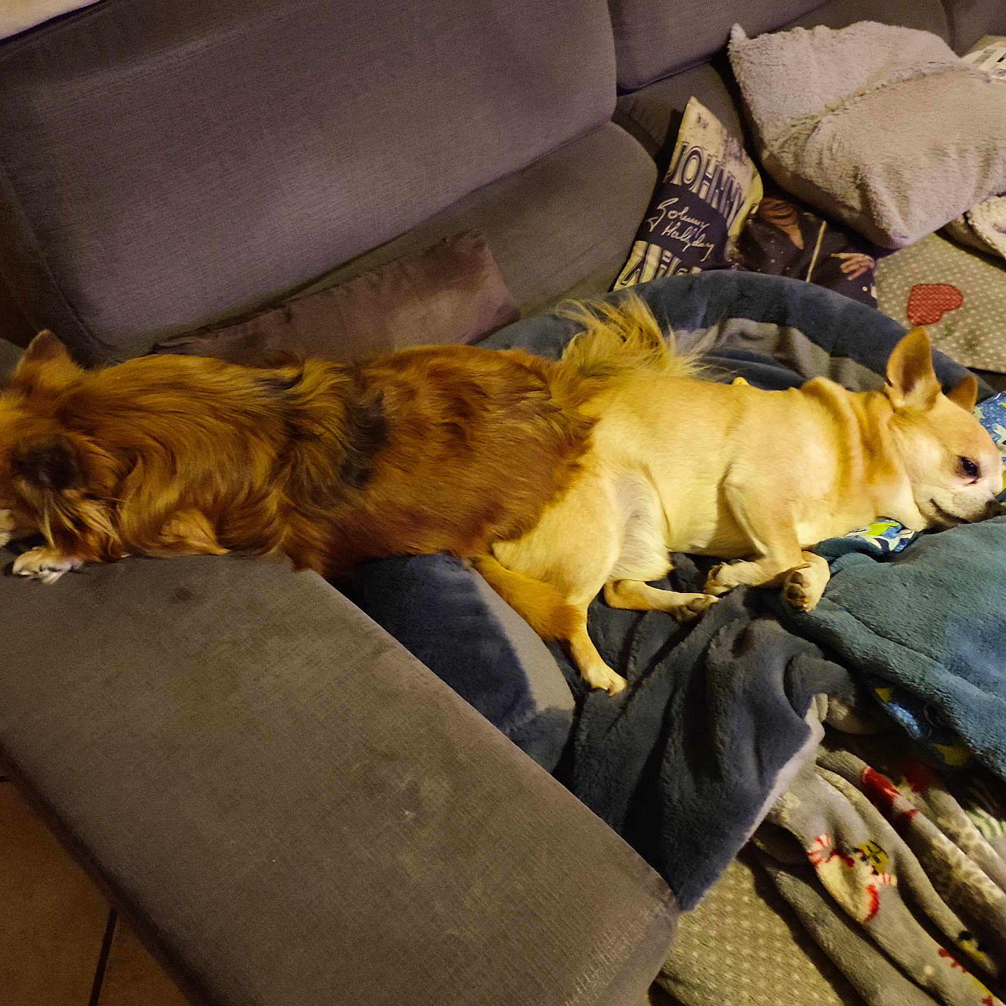 Okay Et Larco participe au concours pour gagner de l'argent avec cette photo : animal, architecture, armchair, blanket, building, canine, chair, couch, cushion, dog, furniture, homedecor, indoors, interiordesign, linen, livingroom, pet, puppy, room, terrier