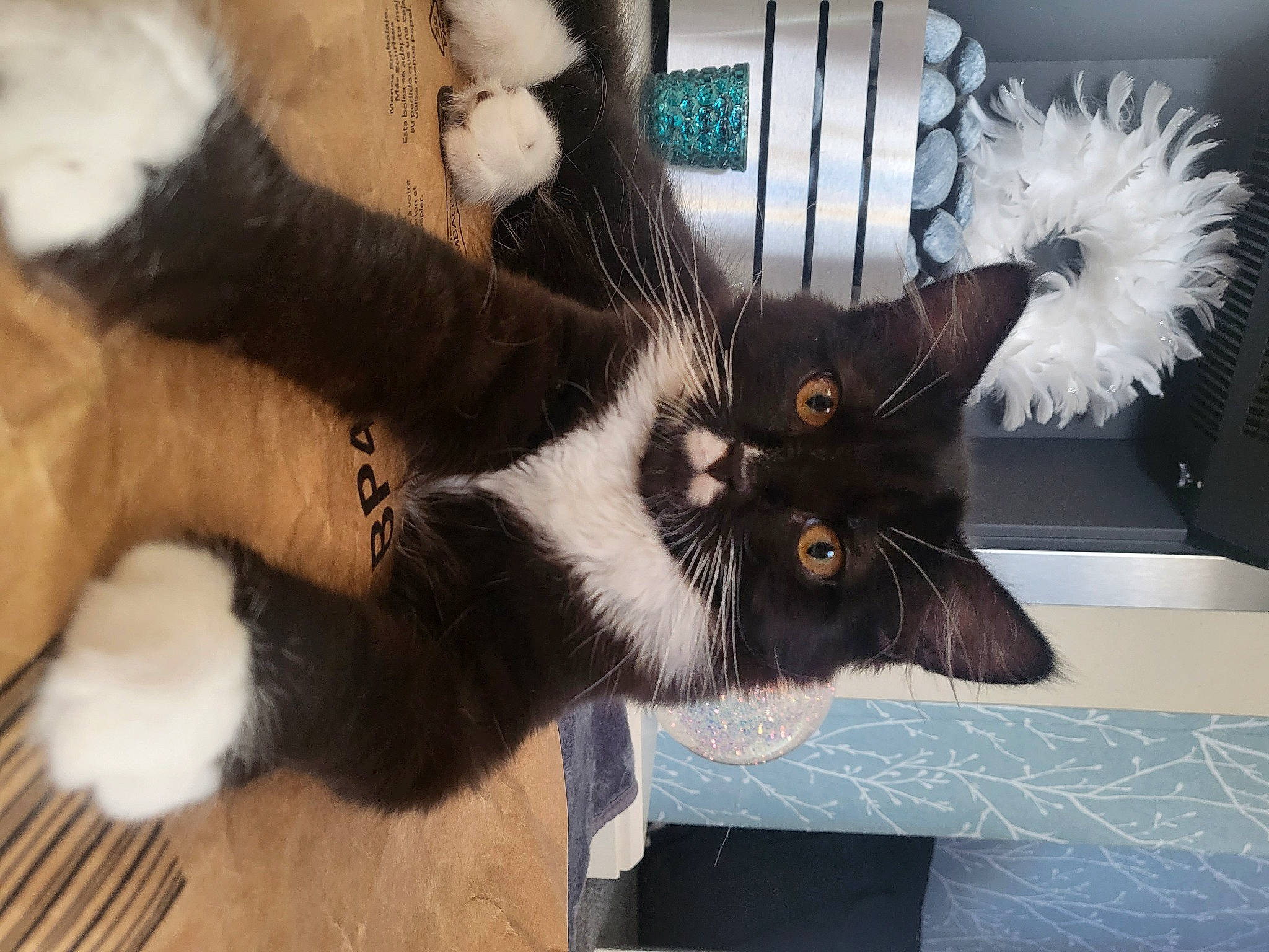 Boo is registered to the contest to win money with this photo: black_cat, carnivore, cat, claw, comfort, domestic_short_haired_cat, ear, fashion_accessory, felidae, fur, gesture, paw, small_to_medium_sized_cats, tail, whiskers, window