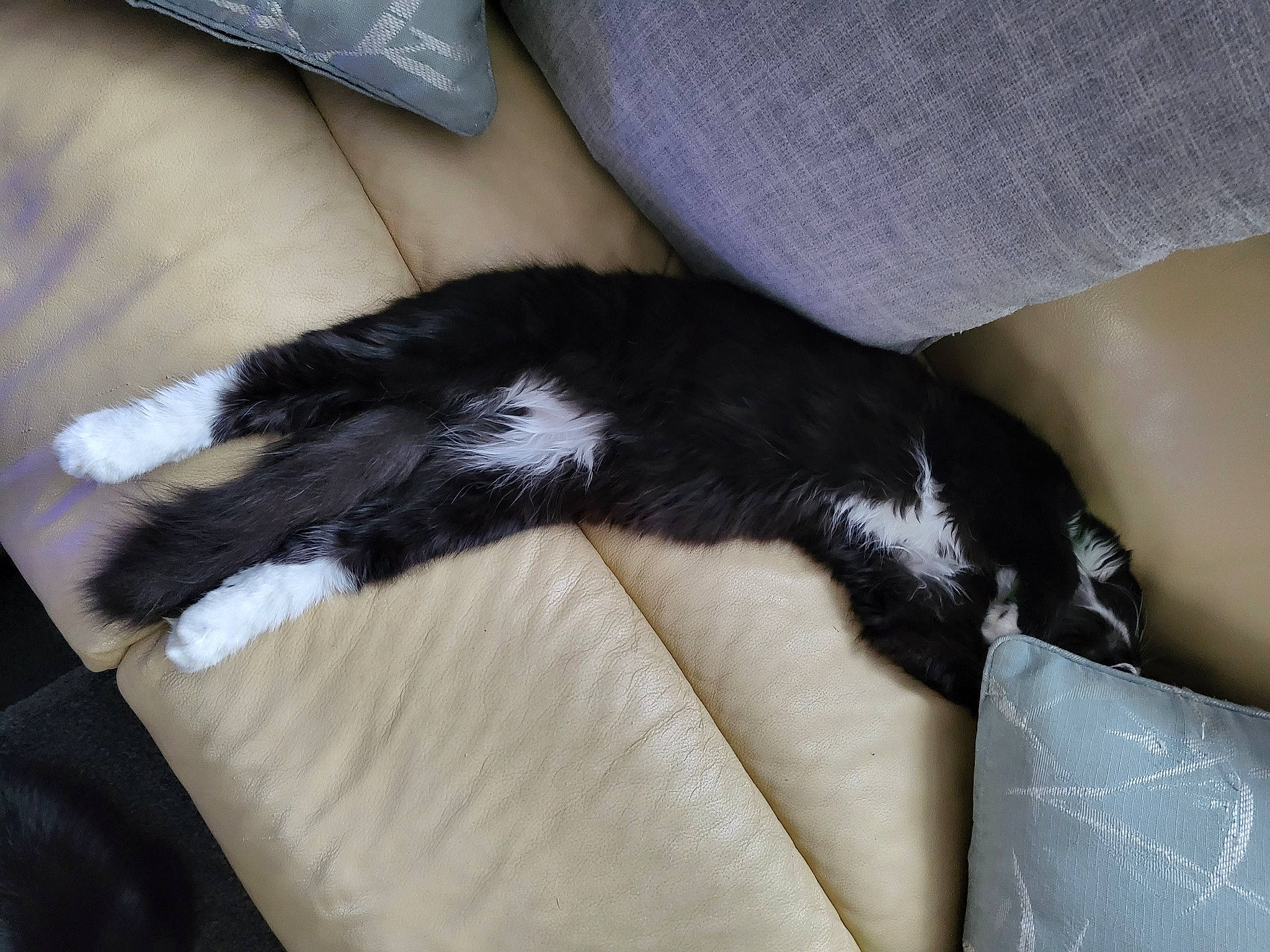 Boo is registered to the contest to win money with this photo: carnivore, cat, claw, comfort, couch, domestic_short_haired_cat, felidae, foot, fur, human_leg, linens, small_to_medium_sized_cats, sporting_group, tail, terrestrial_animal, thigh, whiskers