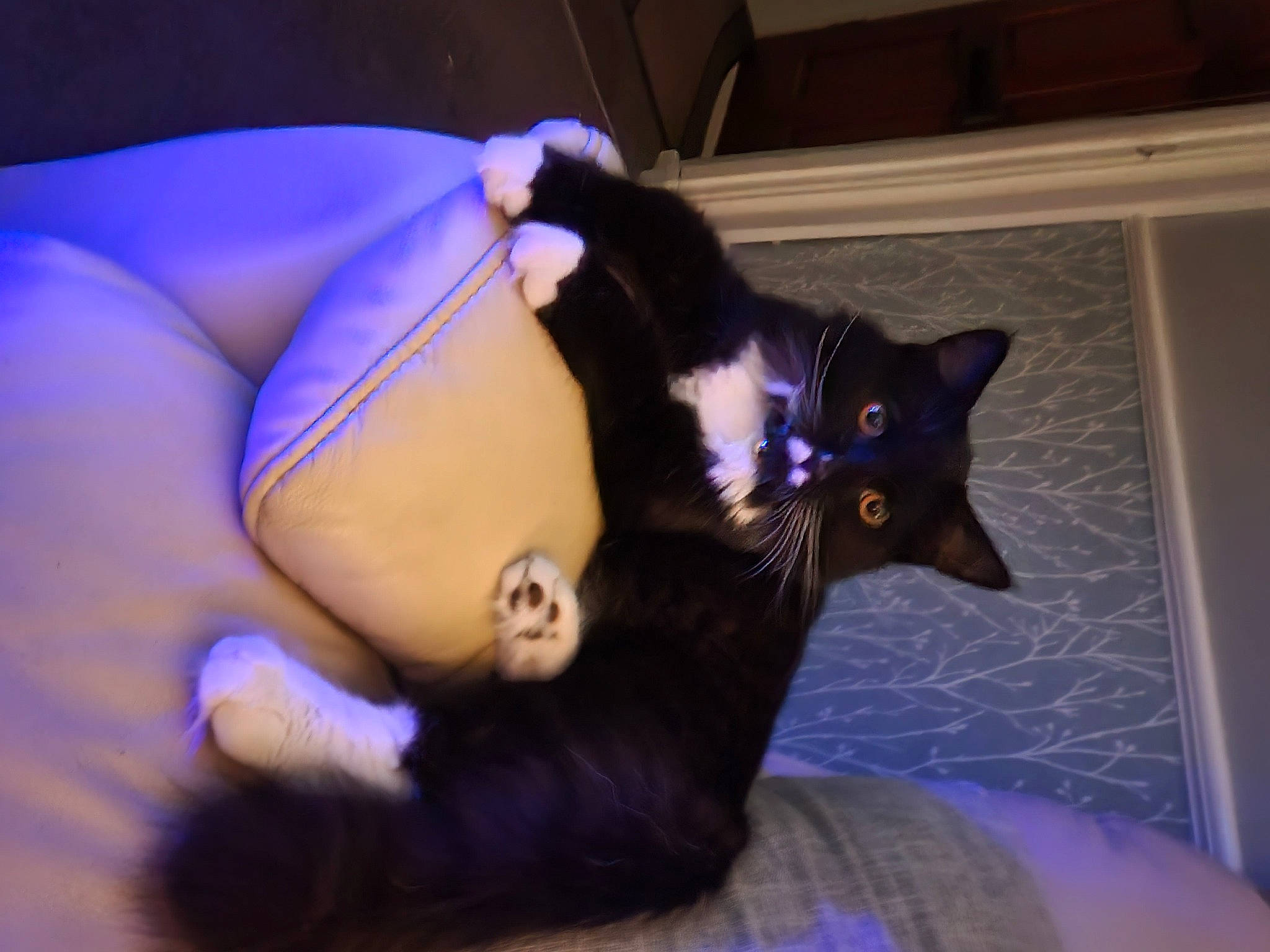 Boo joined the competition — help win amazing prizes! black_cat, carnivore, cat, comfort, domestic_short_haired_cat, electric_blue, eye, felidae, fur, head, human_body, human_leg, plant, purple, sitting, small_to_medium_sized_cats, snout, tail, thigh, whiskers