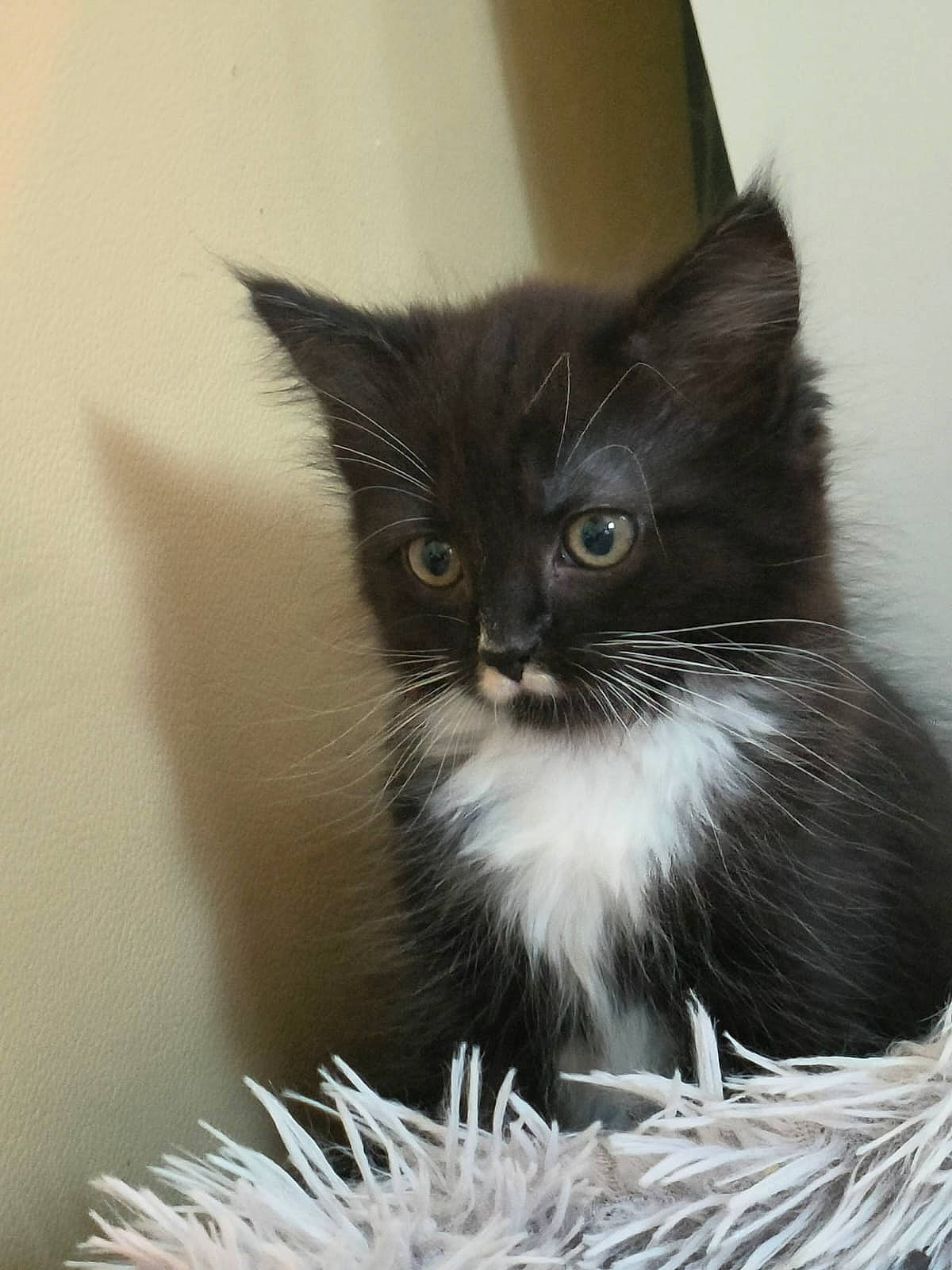 Boo joined the competition — help win amazing prizes! box, carnivore, cat, claw, domestic_short_haired_cat, felidae, fur, monochrome, monochrome_photography, small_to_medium_sized_cats, snout, tail, whiskers, window