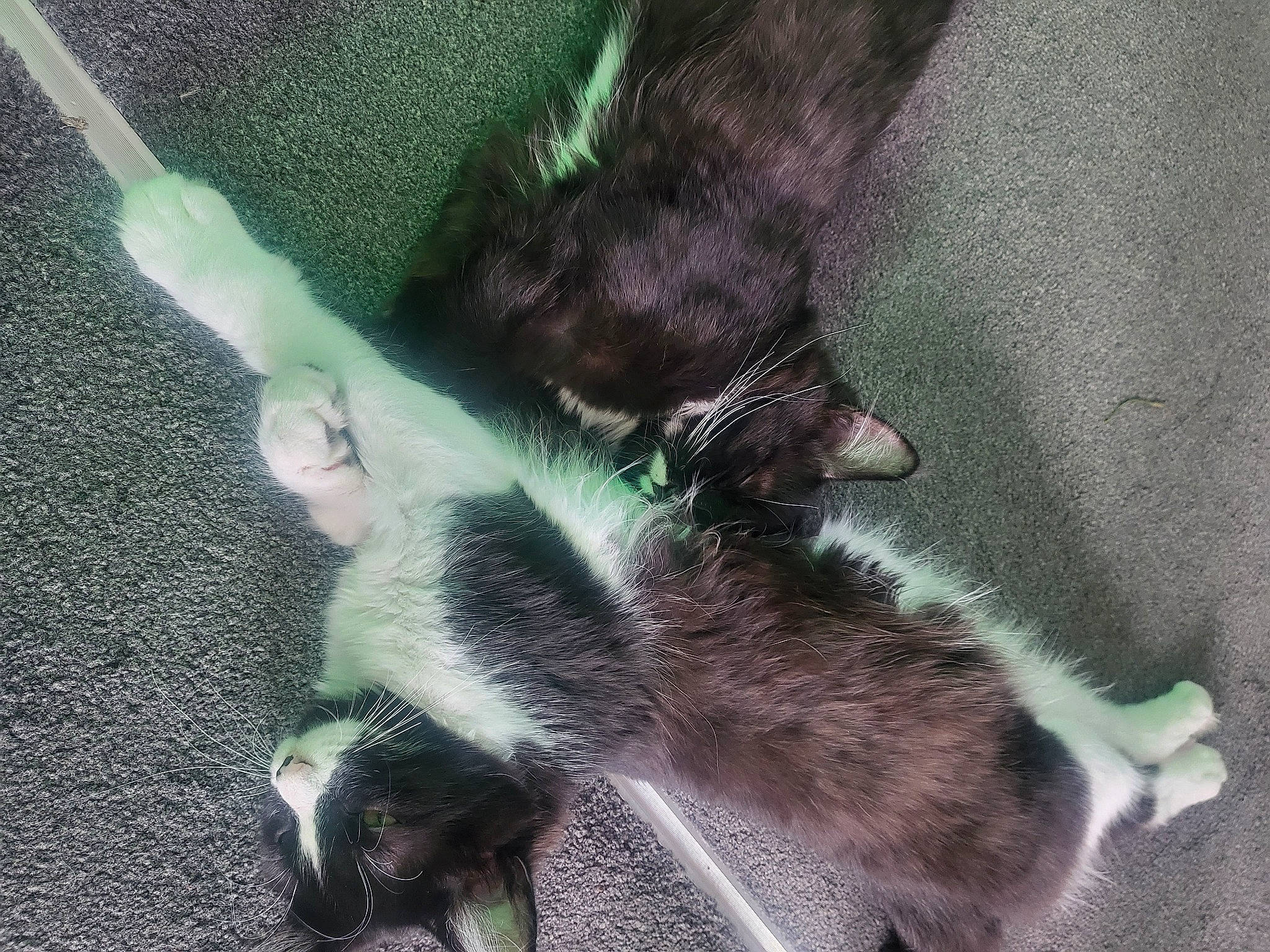 Buddy is registered to the contest to win money with this photo: black_cat, carnivore, cat, claw, dog_breed, domestic_short_haired_cat, felidae, foot, fur, grey, human_leg, paw, shadow, small_to_medium_sized_cats, snout, sporting_group, tail, toe, whiskers