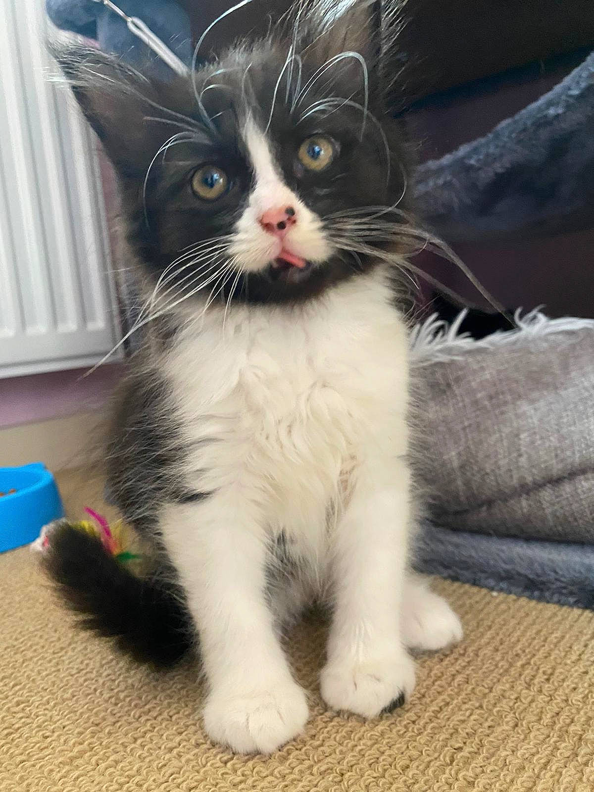 Buddy joined the competition — help win amazing prizes! carnivore, cat, claw, domestic_short_haired_cat, felidae, flooring, formal_wear, fur, paw, small_to_medium_sized_cats, snout, tail, whiskers