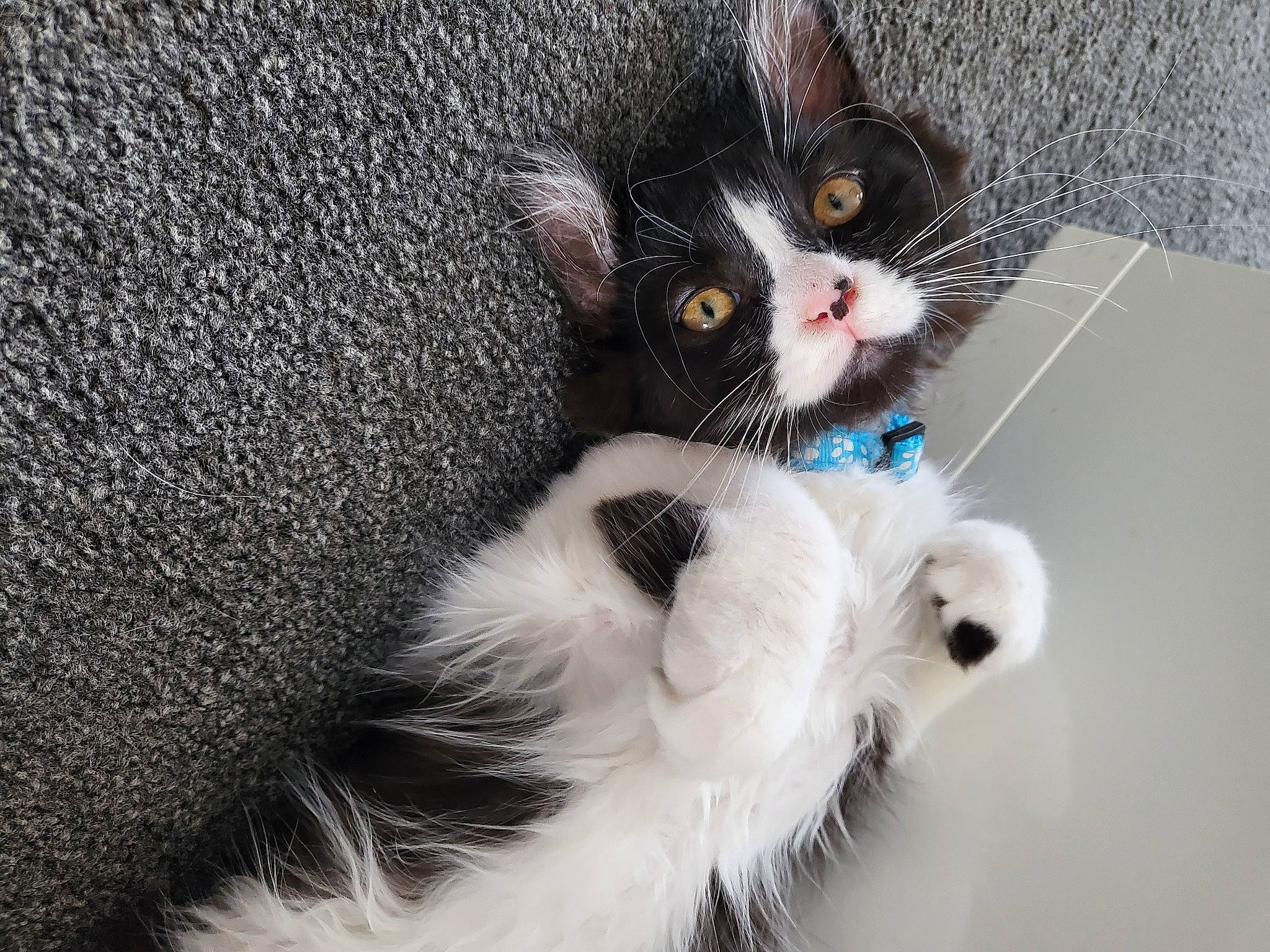 Buddy joined the competition — help win amazing prizes! black_cat, carnivore, cat, claw, comfort, domestic_short_haired_cat, eye, felidae, foot, fur, head, paw, photo_caption, small_to_medium_sized_cats, snout, tail, whiskers