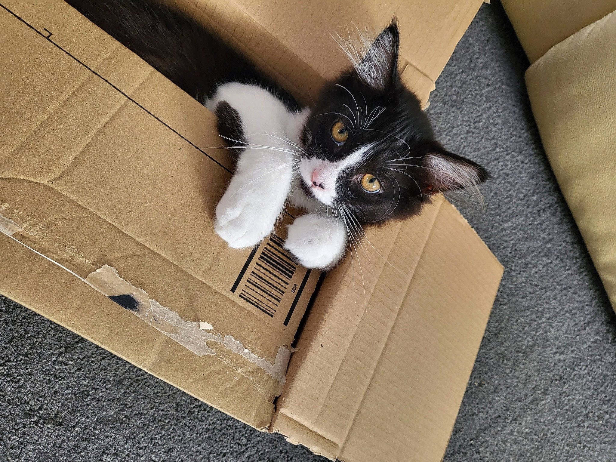 Buddy is registered to the contest to win money with this photo: box, cardboard, carnivore, carton, cat, comfort, domestic_short_haired_cat, felidae, flooring, fur, hardwood, package_delivery, packaging_and_labeling, packing_materials, paper_product, shipping_box, small_to_medium_sized_cats, tail, whiskers, wood