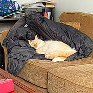 Ori joined the competition — help win amazing prizes! cat, sleeping_cat, couch, jacket, coat, coffee_table, backpack, books, indoor, living_room, upholstery, orange_tail, white_fur, nap, cozy, pillow, pet, blanket, wooden_table, relaxed