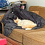 cat, sleeping_cat, couch, jacket, coat, coffee_table, backpack, books, indoor, living_room, upholstery, orange_tail, white_fur, nap, cozy, pillow, pet, blanket, wooden_table, relaxed