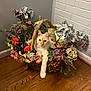 Ori is registered to the contest to win money with this photo: cat, cream_cat, wicker_basket, flowers, floral_arrangement, wooden_floor, white_brick_wall, painted_wall, indoor, pet, paw, curious, sitting, decorative_flowers, greenery, blossom, leaf, cozy, portrait, home_decor