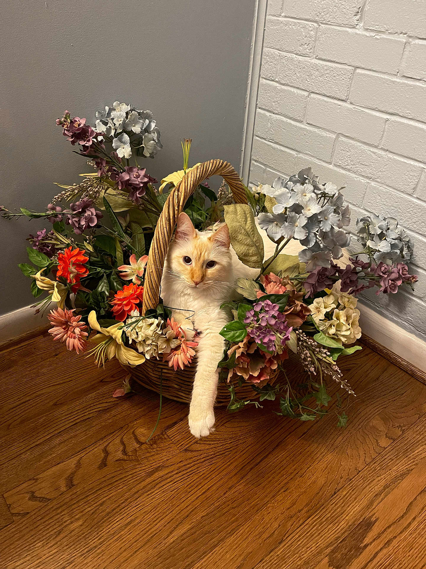 Ori is registered to the contest to win money with this photo: cat, cream_cat, wicker_basket, flowers, floral_arrangement, wooden_floor, white_brick_wall, painted_wall, indoor, pet, paw, curious, sitting, decorative_flowers, greenery, blossom, leaf, cozy, portrait, home_decor