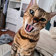Nina a rejoint le concours — aidez-le/la à gagner de superbes lots ! cat, bengal_cat, pet, indoor, close_up, blue_eyes, fur, whiskers, mouth_open, animal, cute, domestic_cat, feline, blurred_background, bed, furniture, home, expression, tongue, playful