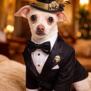 Freckles Liam is registered to the contest to win money with this photo: animal, black_bowtie, chihuahua, cute, decor, dog, fancy, feather, formal_wear, gold, indoor, jewelry, luxury, pet, portrait, posing, small_dog, soft_lighting, top_hat, tuxedo