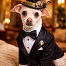 animal, black_bowtie, chihuahua, cute, decor, dog, fancy, feather, formal_wear, gold, indoor, jewelry, luxury, pet, portrait, posing, small_dog, soft_lighting, top_hat, tuxedo