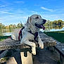 bench, canine, daytime, dog, golden_retriever, grass, happy, lake, leash, nature, outdoor, park, pet, relaxing, sky, stone_table, sunny, tongue_out, trees, water