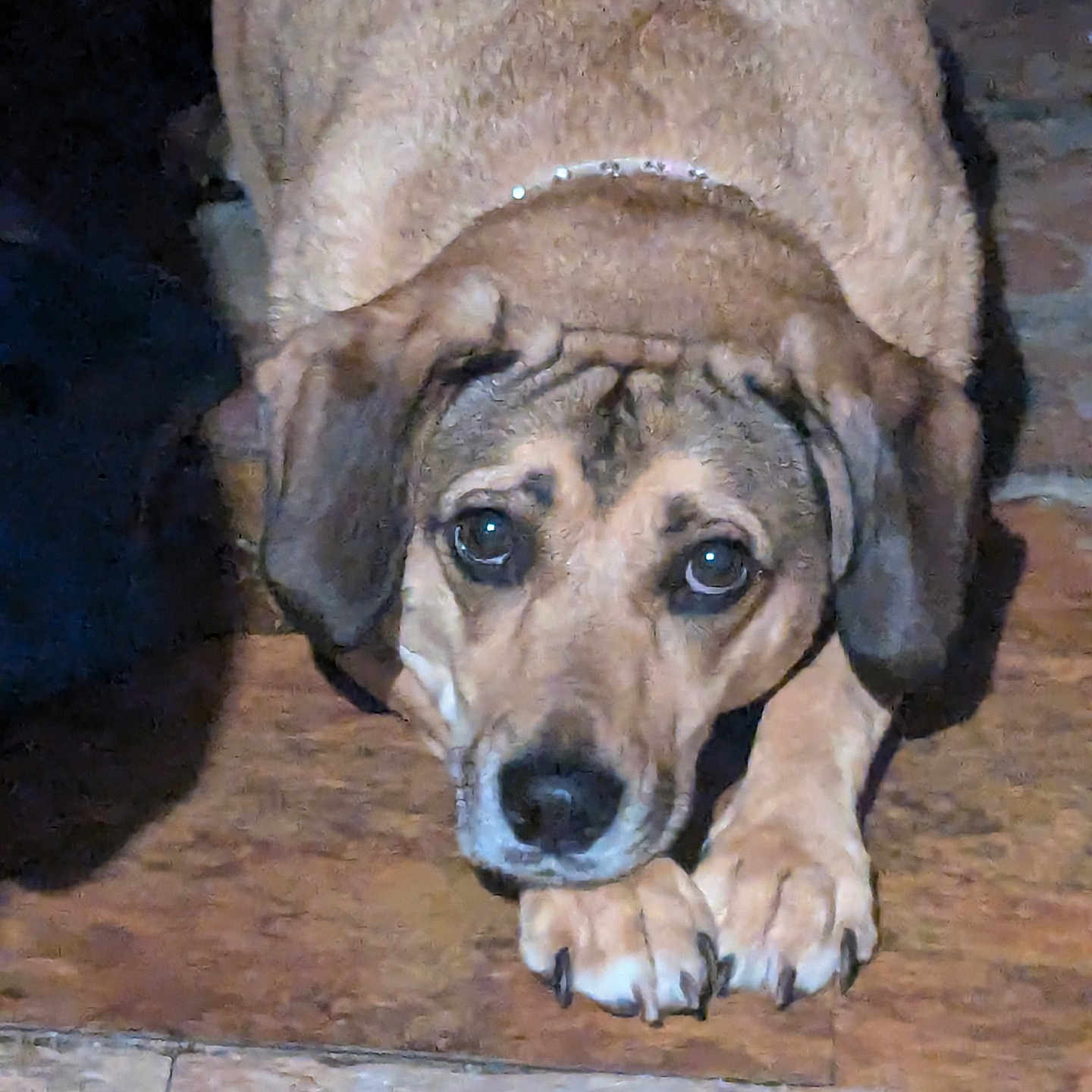 Trixie joined the competition — help win amazing prizes! animal, beagle, boxer, bulldog, canine, dog, germanshepherd, greatdane, hound, labradorretriever, pet, pitbull, pointer, pug, puppy, slate, snout