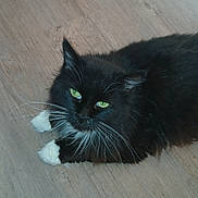 Champignon a rejoint le concours — aidez-le/la à gagner de superbes lots ! alert, animal, black_fur, cat, closeup, domestic_cat, feline, fluffy, green_eyes, indoors, longhaired, lying_down, paws, pet, portrait, relaxed, tuxedo_cat, whiskers, white_fur, wooden_floor