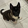 Arès participe au concours pour gagner de l'argent avec cette photo : puppy, dog, black, white, cute, pet, animal, floor, tile, indoor, sitting, young, fur, ears, tail, looking_up, adorable, small, domestic_animal, canine