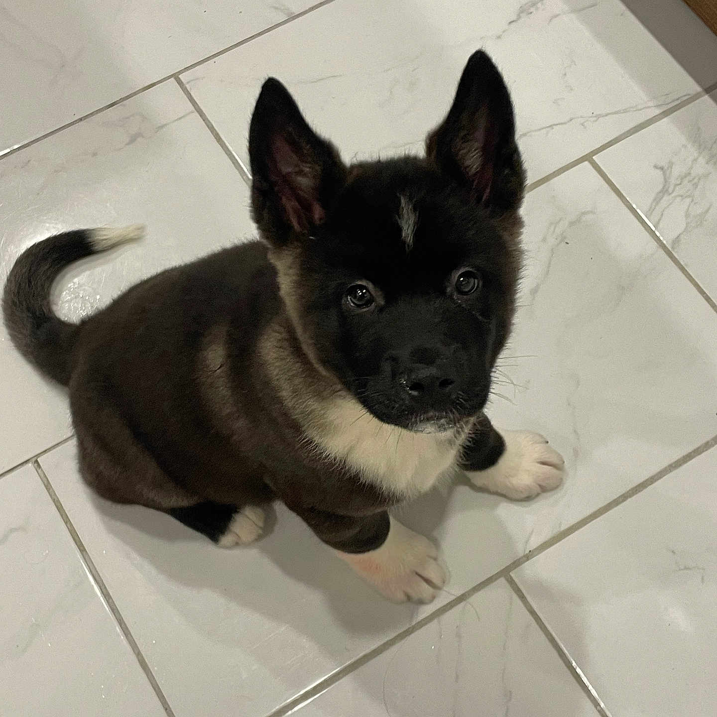 Arès participe au concours pour gagner de l'argent avec cette photo : adorable, animal, black, canine, cute, dog, domestic_animal, ears, floor, fur, indoor, looking_up, pet, puppy, sitting, small, tail, tile, white, young