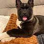 puppy, dog, black_and_white, tongue_out, blanket, couch, indoor, pet, young_dog, fur, ears, cute, animal, resting, cozy, comfort, home, soft_texture, lying_down, playful