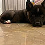 puppy, dog, indoor, floor, black_fur, white_paw, white_mark, curious, pet, animal, cute, laying_down, tile_floor, ears_up, young_dog, household, closeup, face, eyes, resting