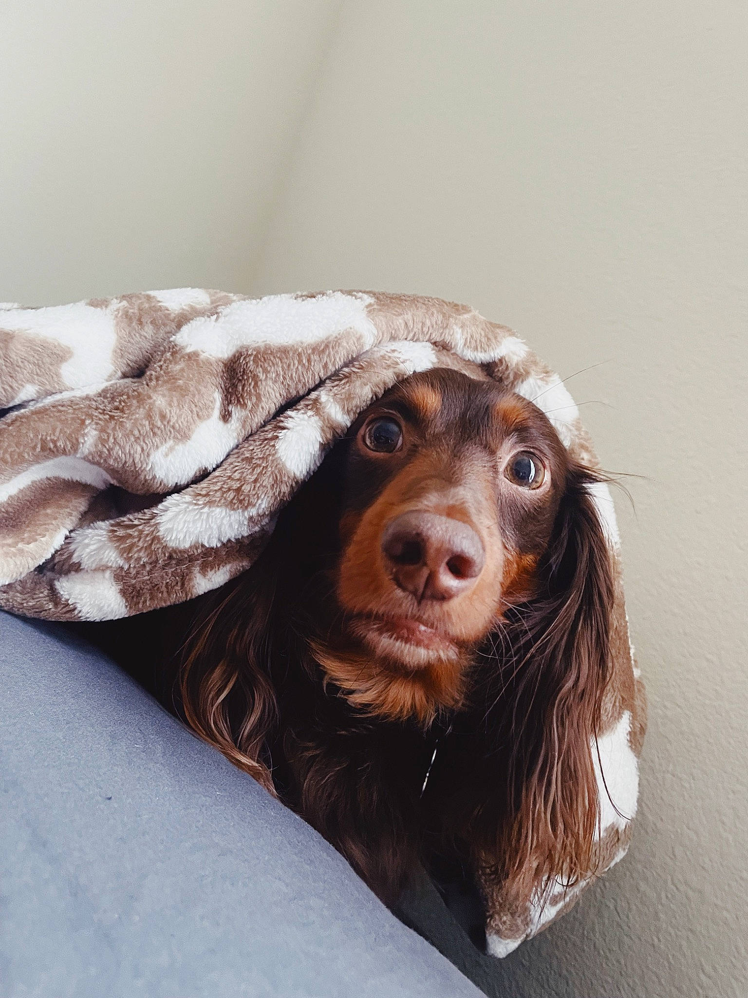 Harold is registered to the contest to win money with this photo: bathtub, canidae, carnivore, cocker_spaniel, companion_dog, dog, dog_breed, ear, fawn, fur, gun_dog, hat, liver, puppy, snout, spaniel, sporting_group, toy_dog, whiskers, working_animal