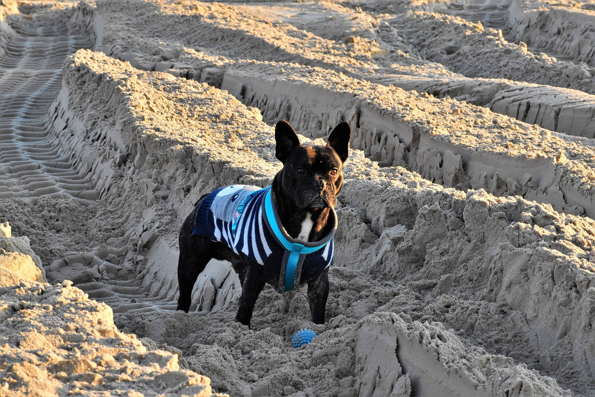 Neptune a rejoint le concours — aidez-le/la à gagner de superbes lots ! adventure, canidae, carnivore, dog, dog_breed, non_sporting_group, sand, sporting_group, vacation, walking