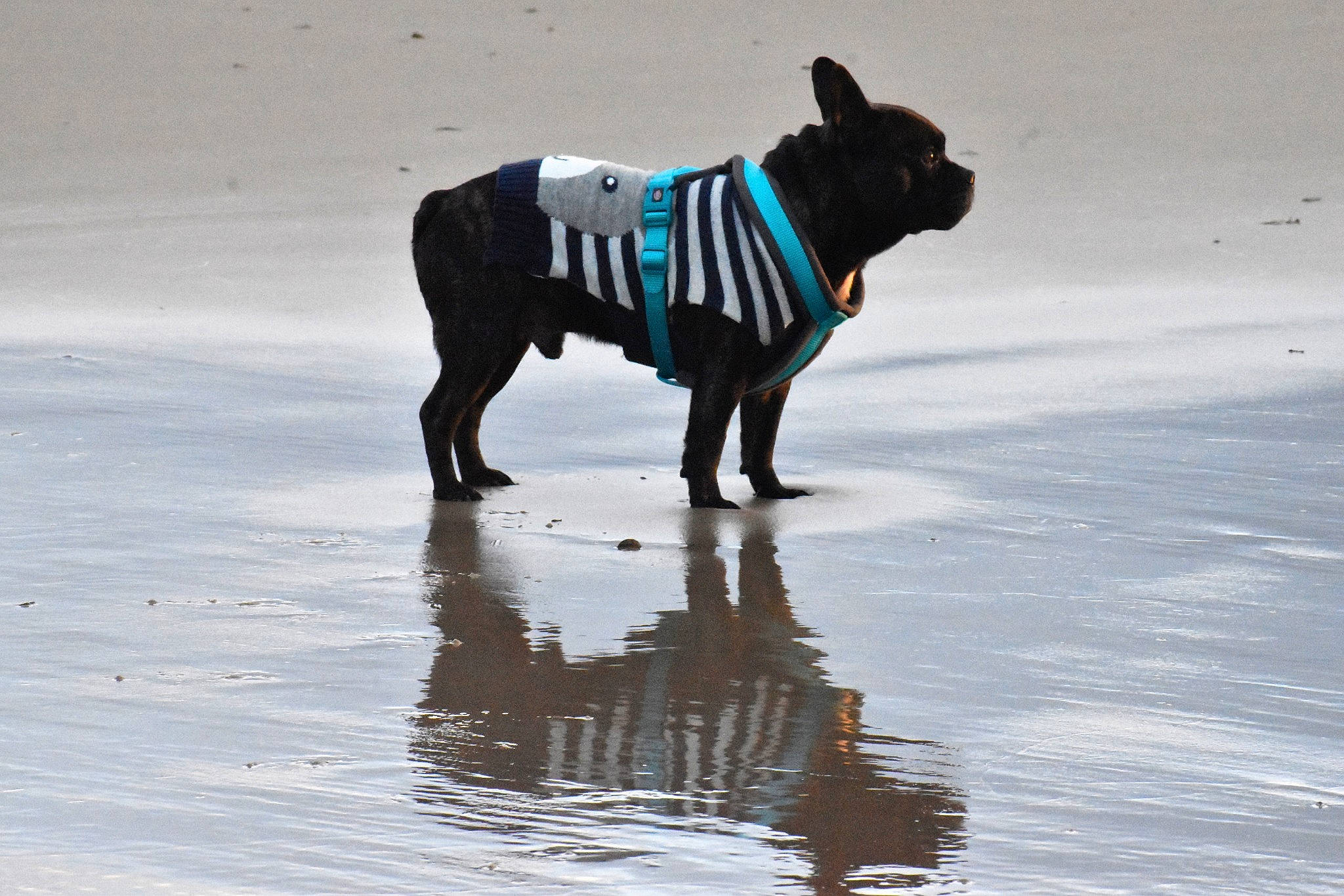 Neptune a rejoint le concours — aidez-le/la à gagner de superbes lots ! beach, boston_terrier, bulldog, canidae, carnivore, companion_dog, dog, dog_breed, dog_clothes, french_bulldog, non_sporting_group, sea, snout, sporting_group