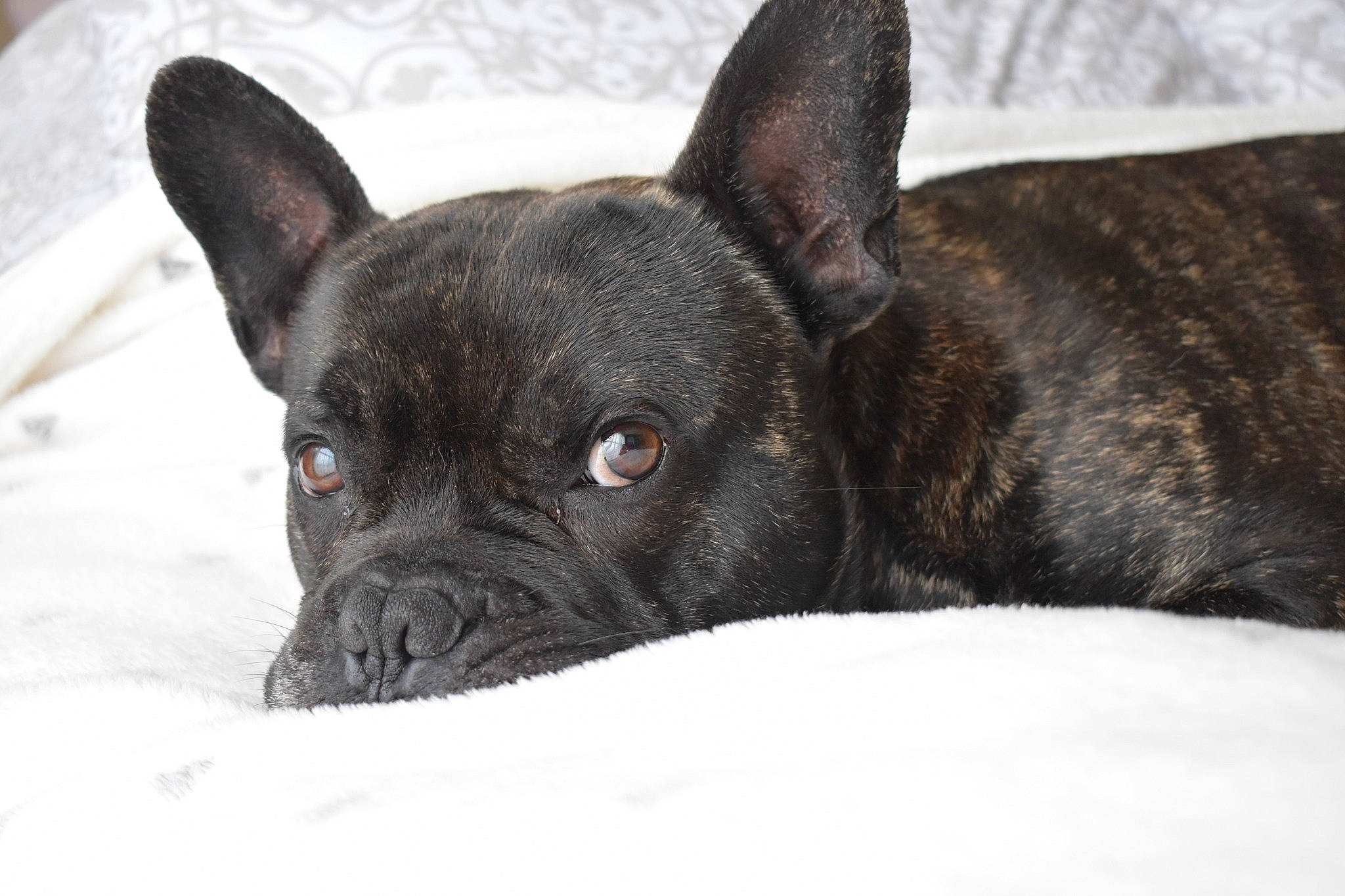 Neptune a rejoint le concours — aidez-le/la à gagner de superbes lots ! canidae, carnivore, companion_dog, dog, dog_breed, fawn, french_bulldog, mammal, non_sporting_group, puppy, rare_breed_dog, snout, toy_bulldog, vertebrate