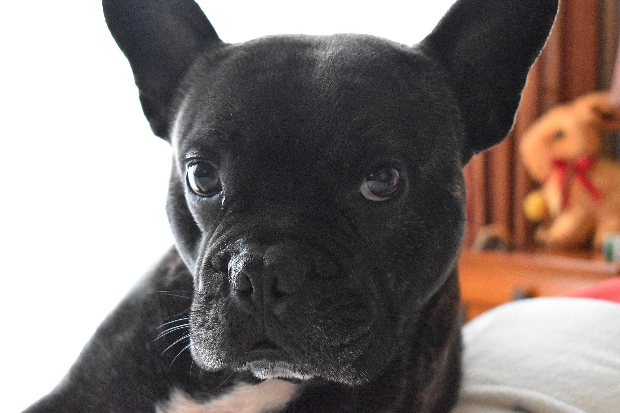 Neptune a rejoint le concours — aidez-le/la à gagner de superbes lots ! canidae, carnivore, companion_dog, dog, dog_breed, ear, fawn, french_bulldog, mammal, non_sporting_group, puppy, rare_breed_dog, snout, sporting_group, staffordshire_bull_terrier, vertebrate, whiskers