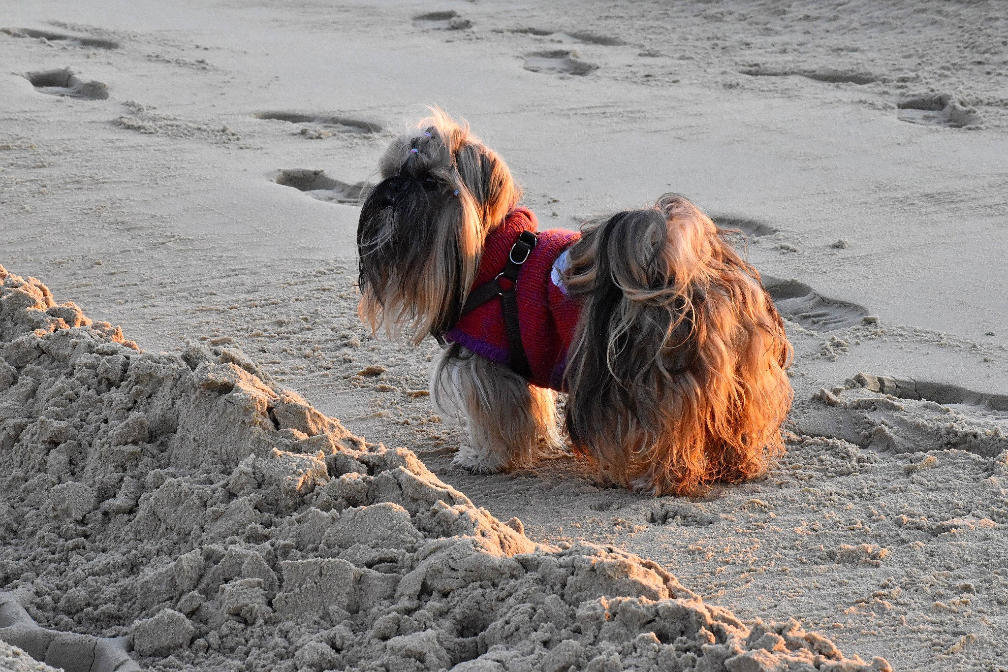 Hizzy a rejoint le concours — aidez-le/la à gagner de superbes lots ! beach, canidae, carnivore, coast, dog, geological_phenomenon, rock, sand, sea, terrier, yorkshire_terrier