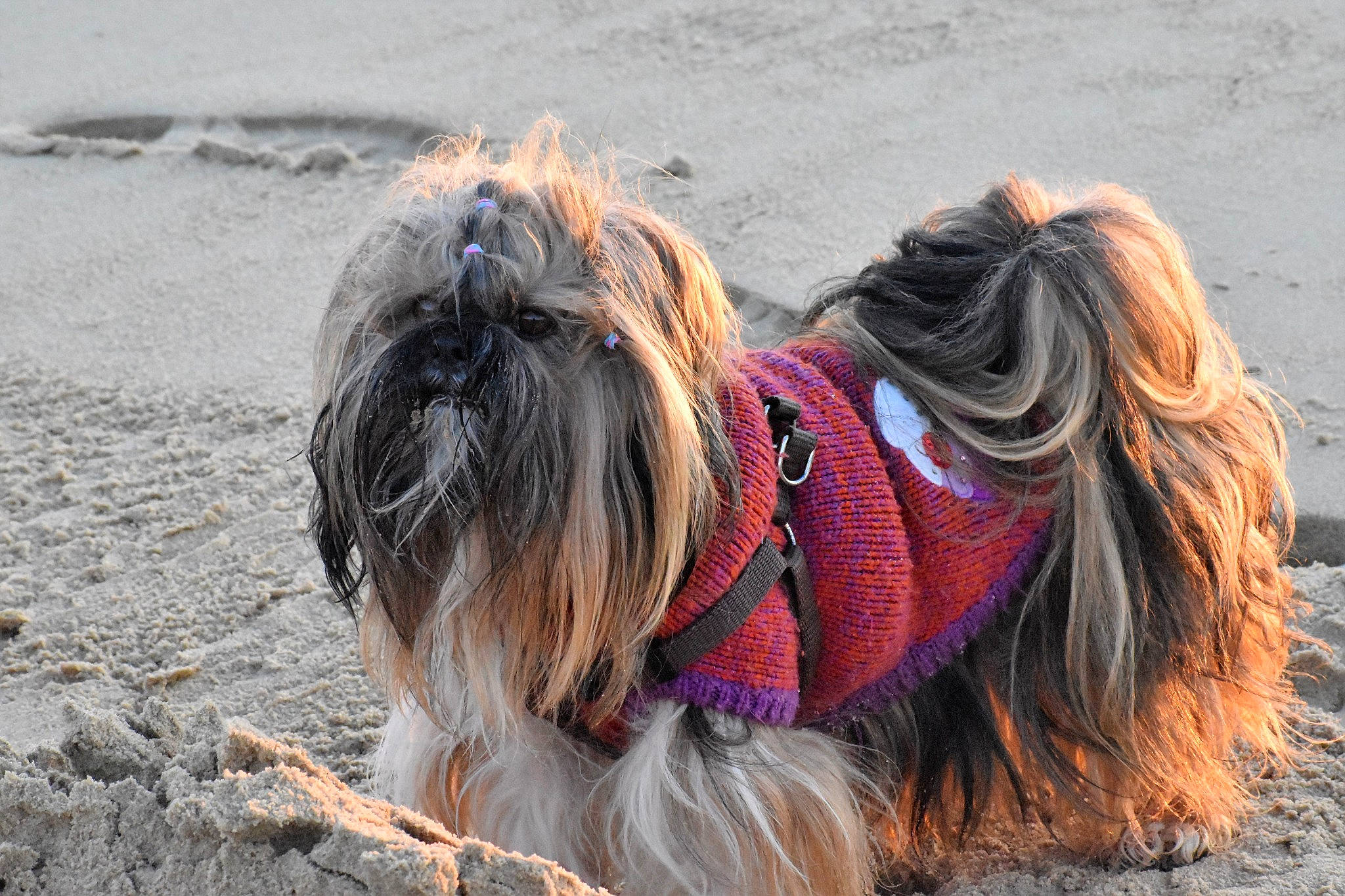 Hizzy a rejoint le concours — aidez-le/la à gagner de superbes lots ! australian_silky_terrier, australian_terrier, briard, canidae, carnivore, companion_dog, dog, dog_breed, lhasa_apso, long_hair, mammal, pekingese, sapsali, small_terrier, sporting_group, terrier, tibetan_terrier, toy_dog, vertebrate, yorkshire_terrier