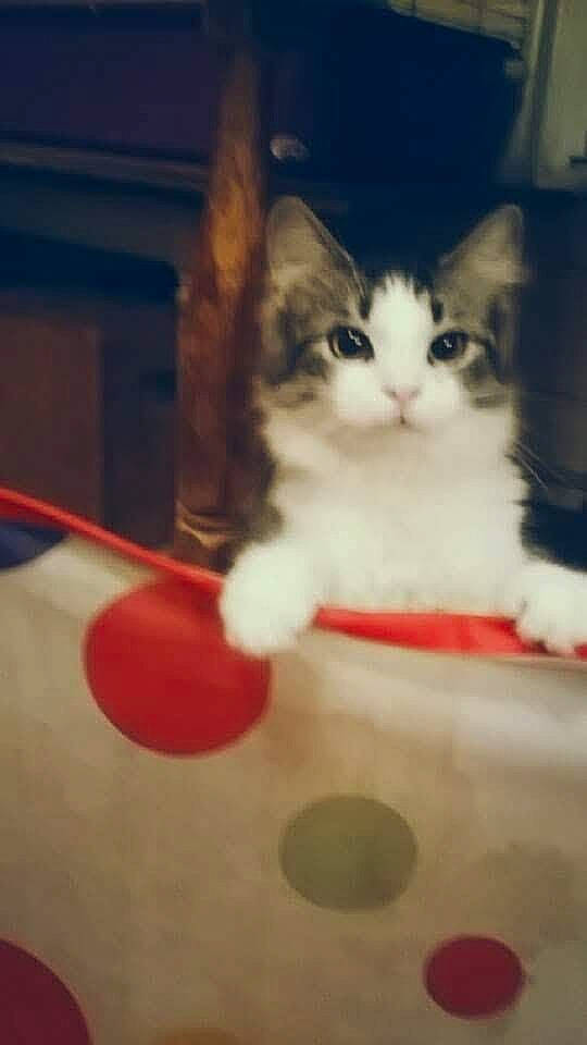 Fancy is registered to the contest to win money with this photo: box, carmine, carnivore, cat, child, claw, domestic_short_haired_cat, felidae, flooring, fur, paw, photo_caption, plant, sitting, small_to_medium_sized_cats, snout, tail, whiskers, wood