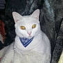 animal, bandana, blanket, cat, cozy, cute, domestic_cat, feline, fluffy, fur, golden_eyes, indoor, pet, portrait, relaxed, resting, sitting, soft_texture, whiskers, white_cat