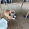 Leyna a rejoint le concours — aidez-le/la à gagner de superbes lots ! brown_dog, calm, casual, chair, daylight, dog, flooring, leash, metal_chair, outdoor, person, pet, plastic_chair, relaxing, resting, seated_person, shoe, water_container, white_paws, wooden_floor