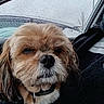 animal, black, brown, car_interior, close_up, collar, cute, dog, fur, gloomy, indoor, pet, portrait, rain, raindrops, seat, weather, wet, white, window