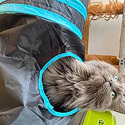 Pogba participe au concours pour gagner de l'argent avec cette photo : bag, baggage, carnivore, cat, claw, comfort, domestic_short_haired_cat, electric_blue, fashion_accessory, felidae, fur, luggage_and_bags, paw, plastic_bag, small_to_medium_sized_cats, tail, vertebrate, whiskers