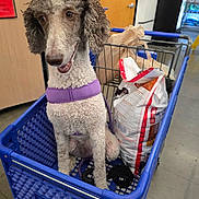 Maggie May is registered to the contest to win money with this photo: dog, shopping_cart, pet_smart, purple_harness, curly_fur, indoor, store, pet_supplies, bag, floor, door, sign, metal, plastic, animal, pet, leash, happy, sitting, retail
