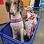 dog, shopping_cart, pet_smart, purple_harness, curly_fur, indoor, store, pet_supplies, bag, floor, door, sign, metal, plastic, animal, pet, leash, happy, sitting, retail