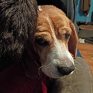 Hunter is registered to the contest to win money with this photo: dog, close_up, indoor, resting, couch, fur, brown, white, animal, pet, whiskers, snout, soft_light, cozy, texture, furniture, quiet, relaxed, companion, home
